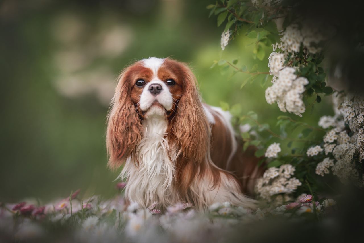 brown and white dog standing next to flower bush