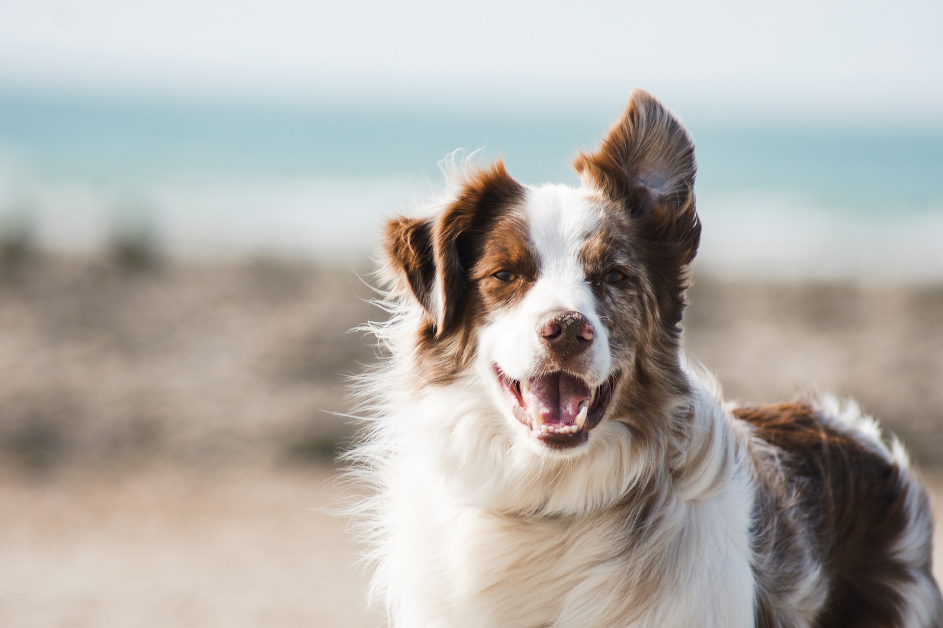 brown and white dog standing on windy beach