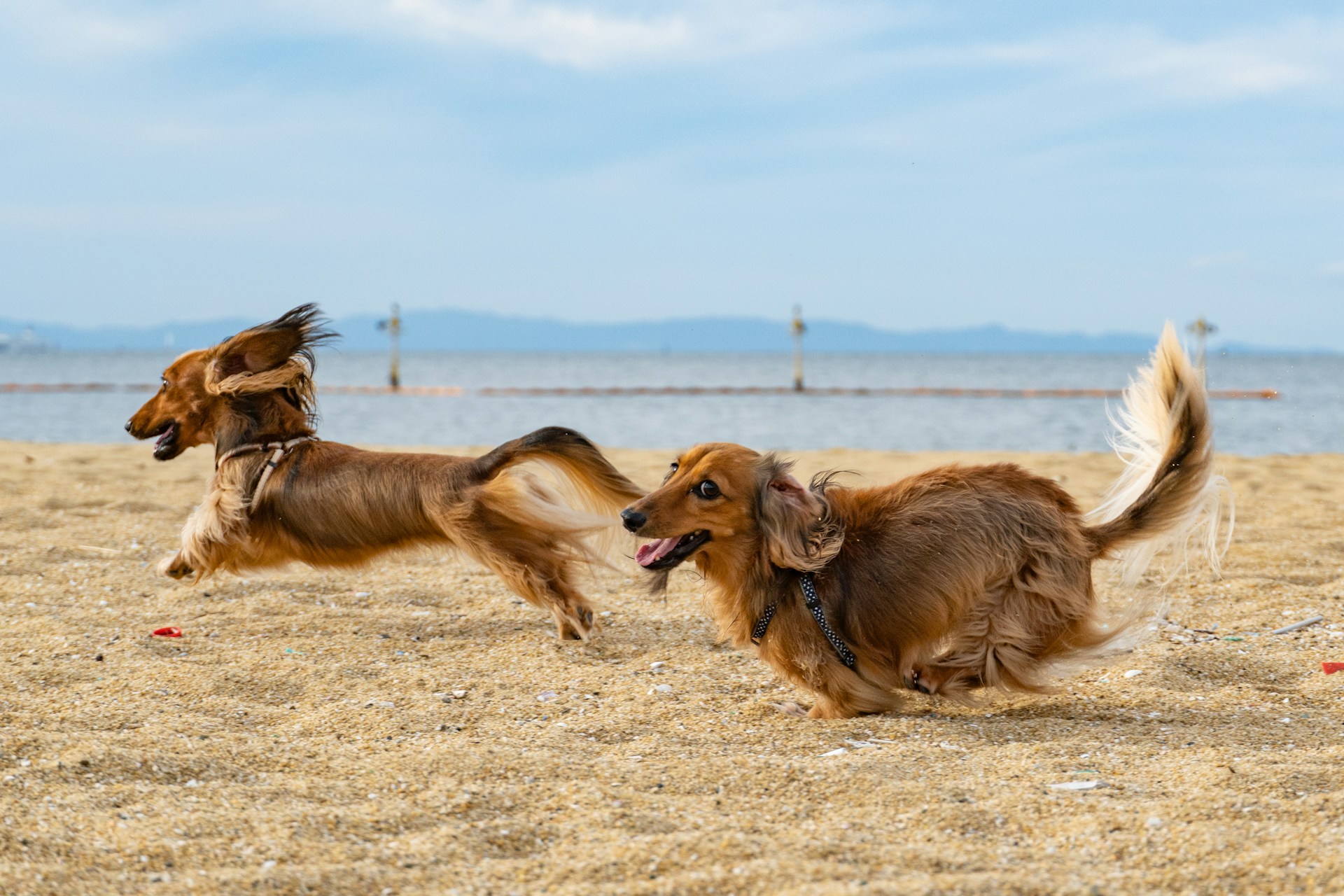 two long-haired dachshunds running on beach