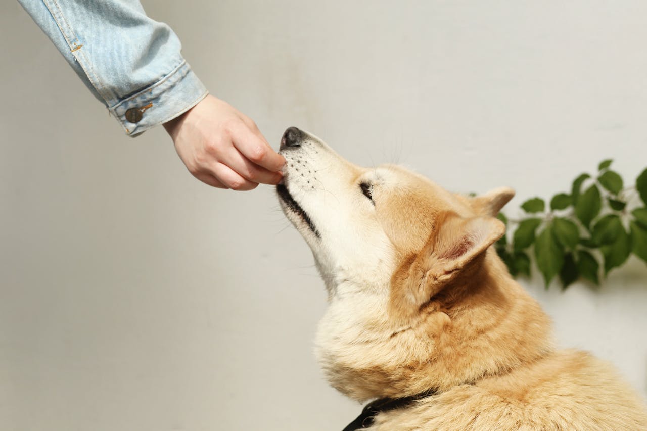 dog gently taking treat from owner's hand