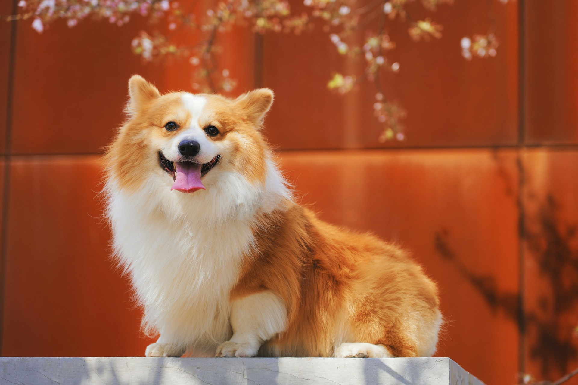 corgi smiling in front of red building