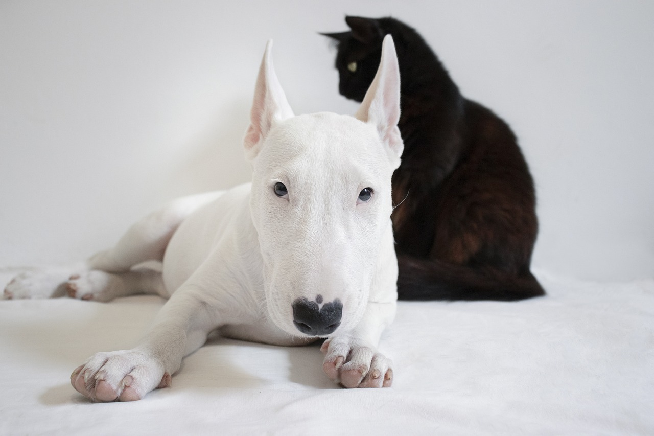 A white dog lays next to a black cat