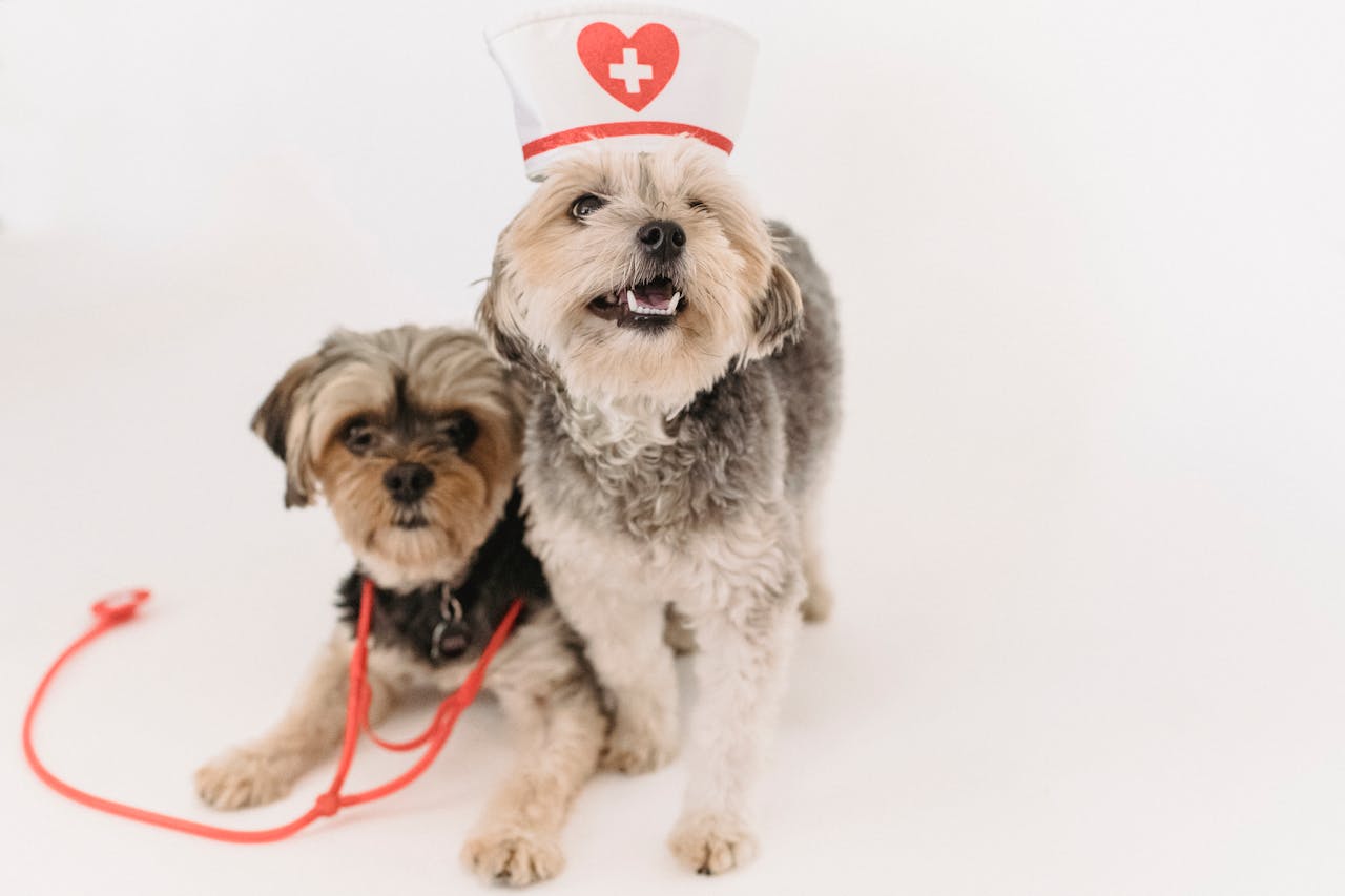 two dogs wearing nurse and doctor costumes