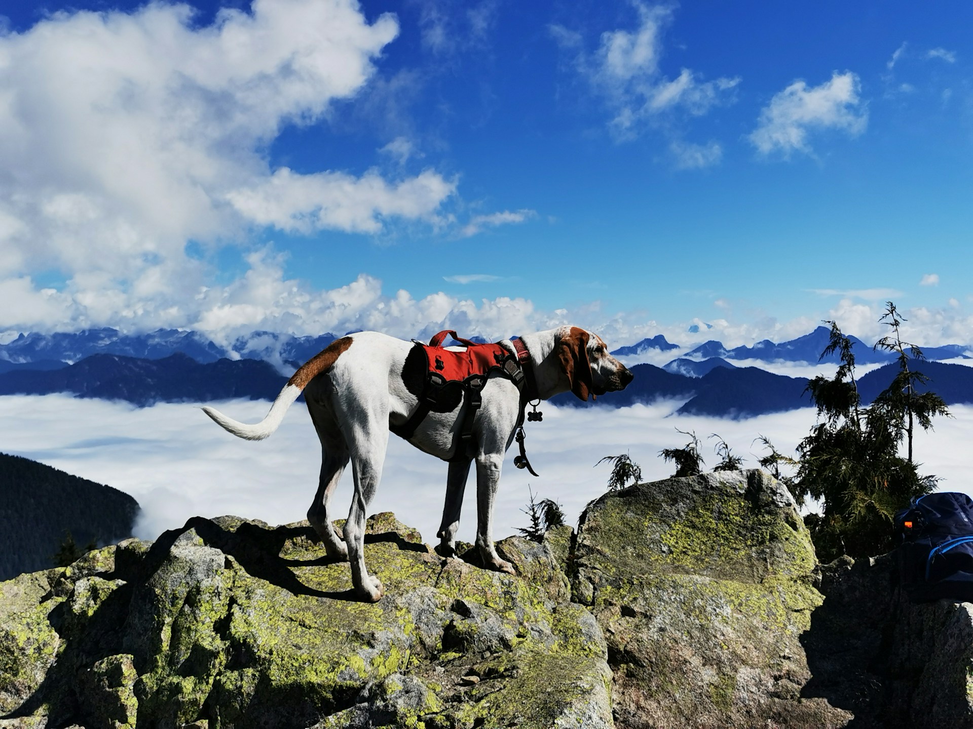 A dog is walking on rocks at a high altitude with clouds and mountains in the background.