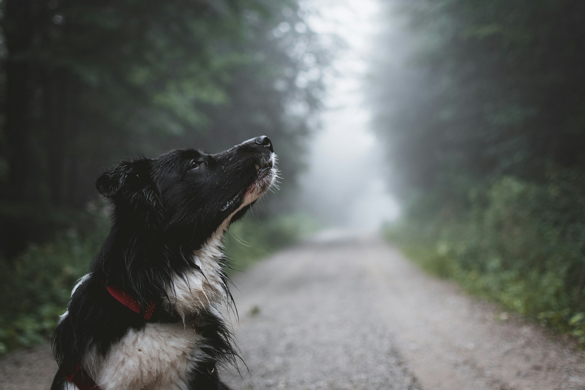 A dog is on a dirt road surrounded by trees is sniffing the air.