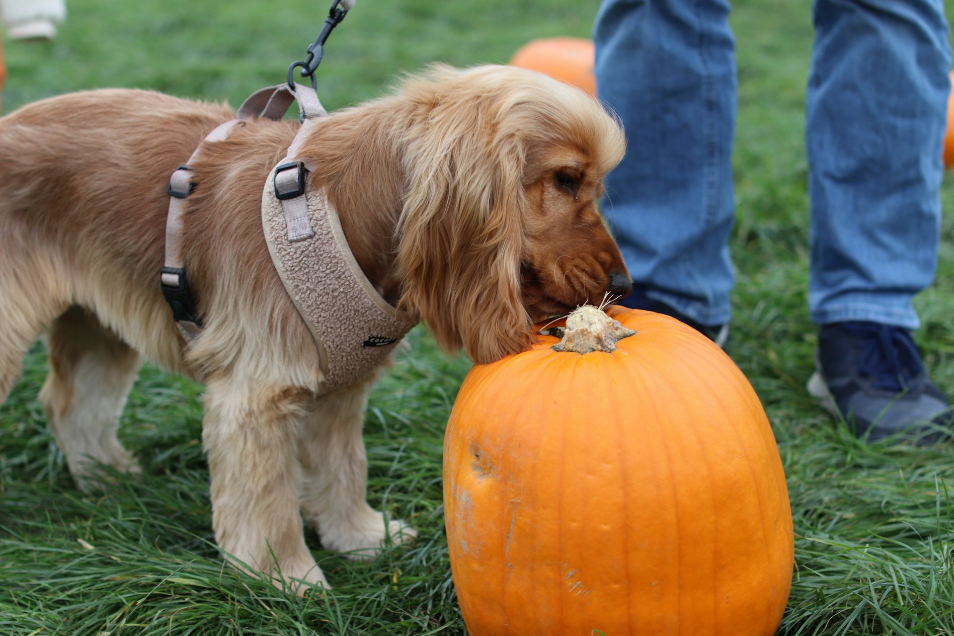 A dog is outside sniffing a pumpkin.