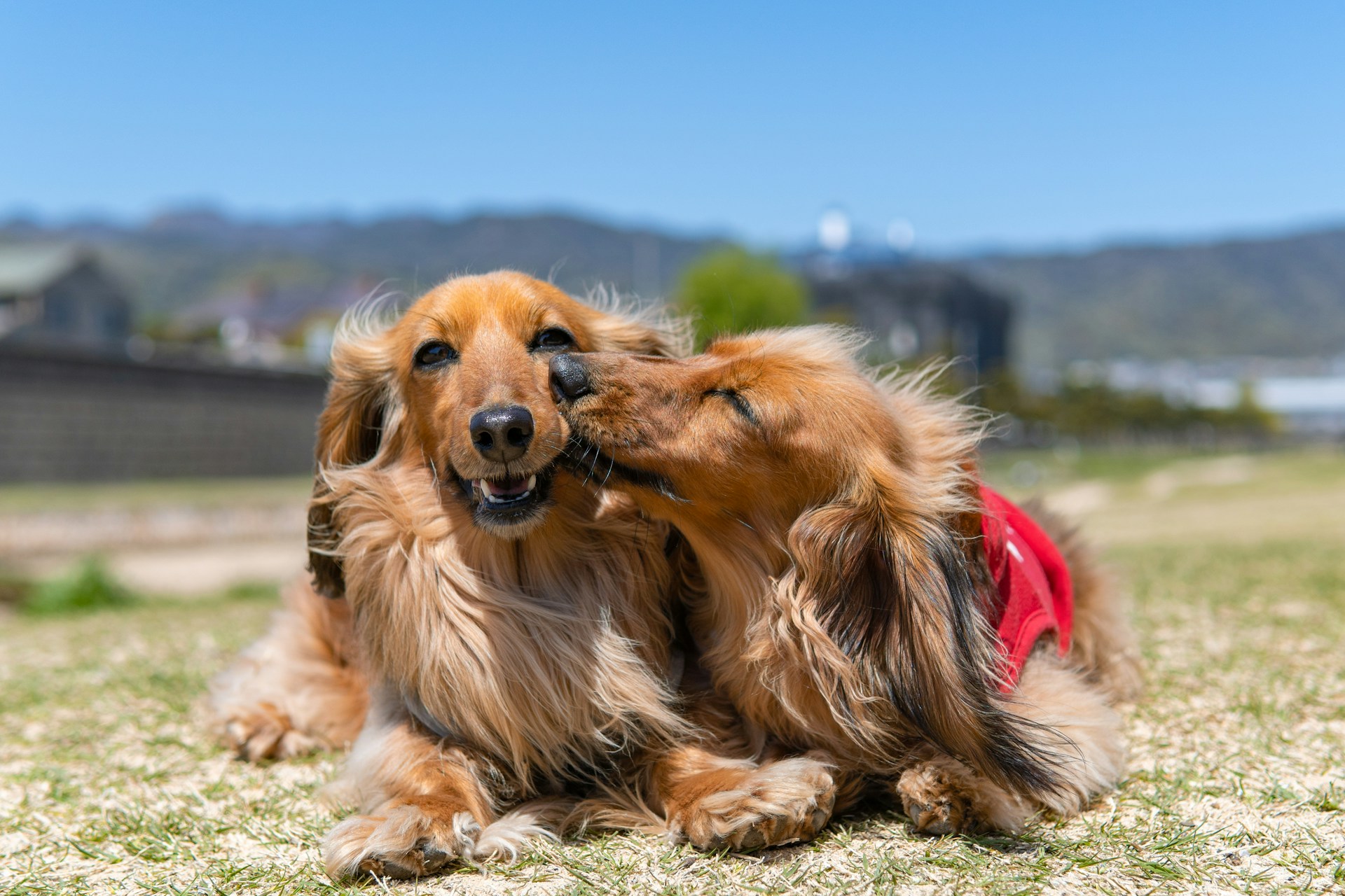 2 dogs are laying down next to each other with one kissing the other.