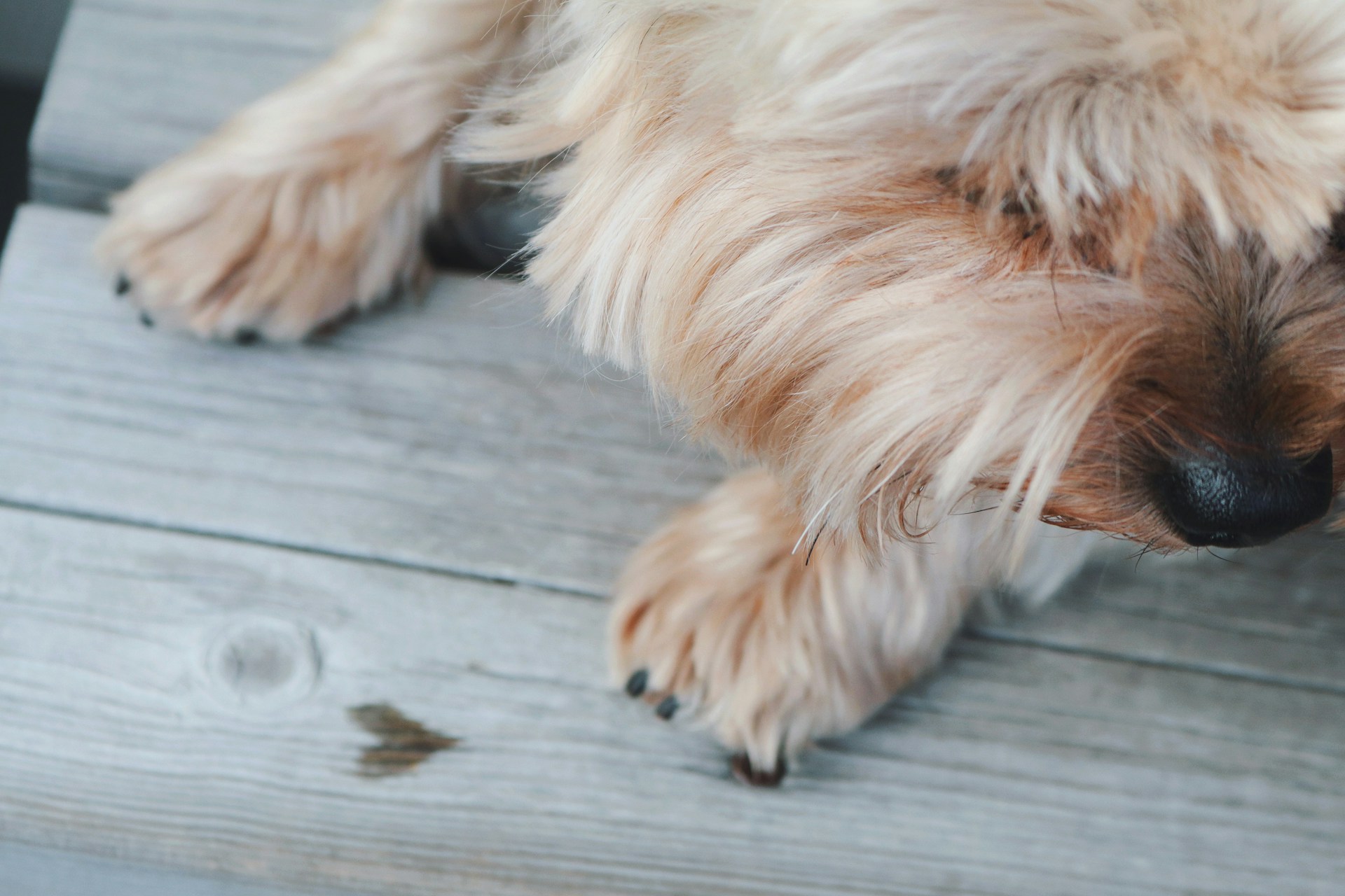 A dog is laying on a wooden deck with a small heart on the wood.