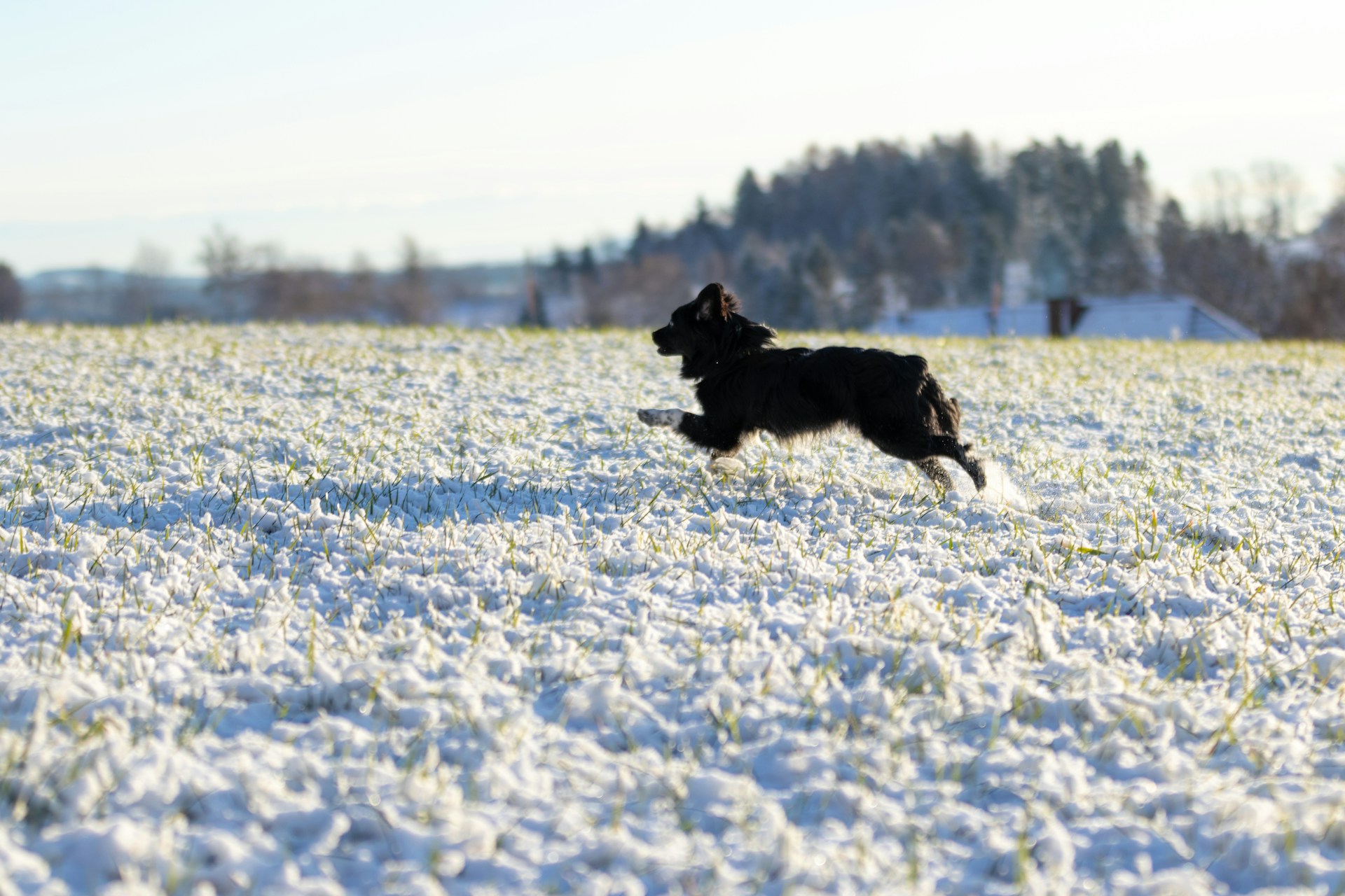 A dog is running in a snowy field in winter.
