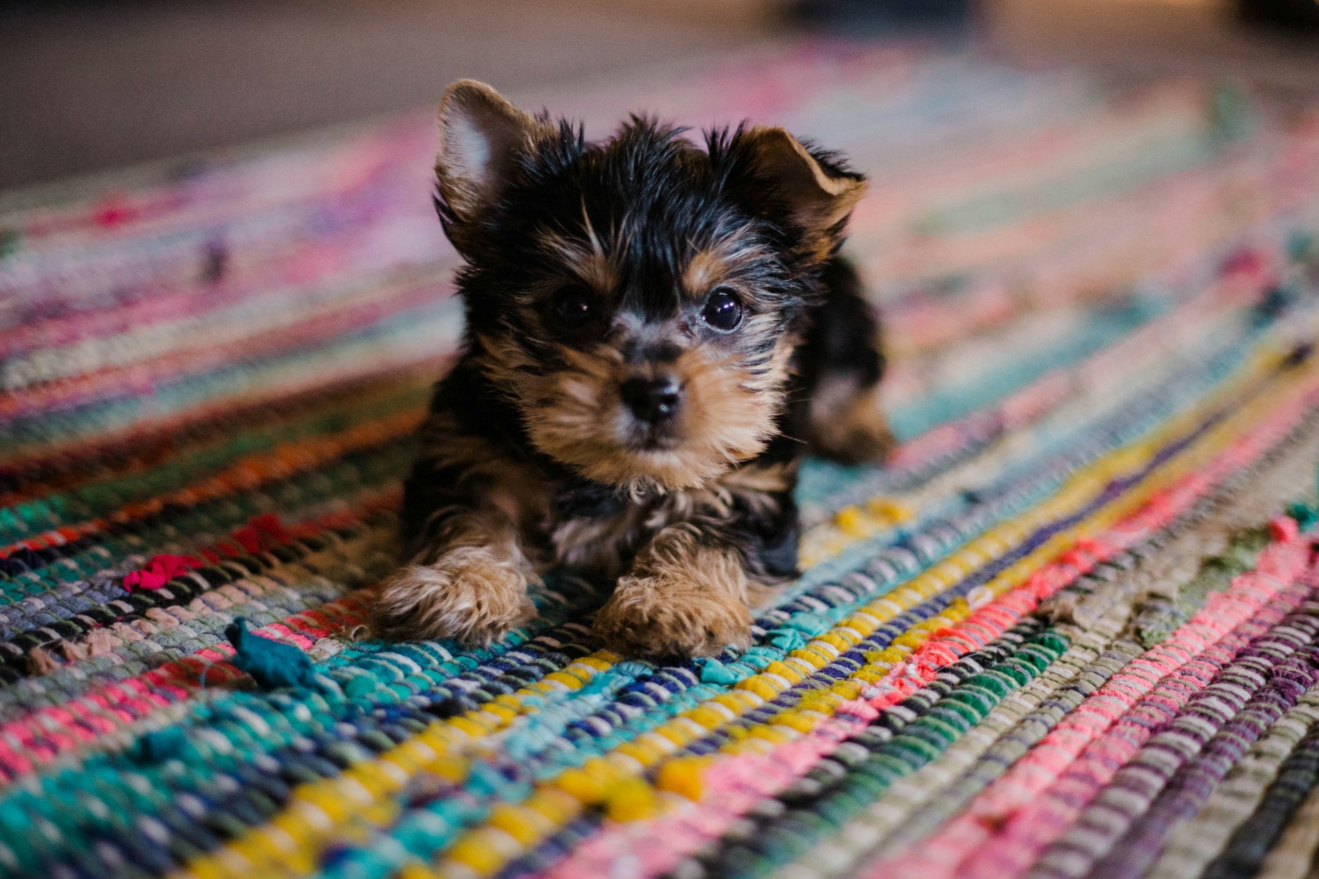 A small dog is laying down on a colorful rug.