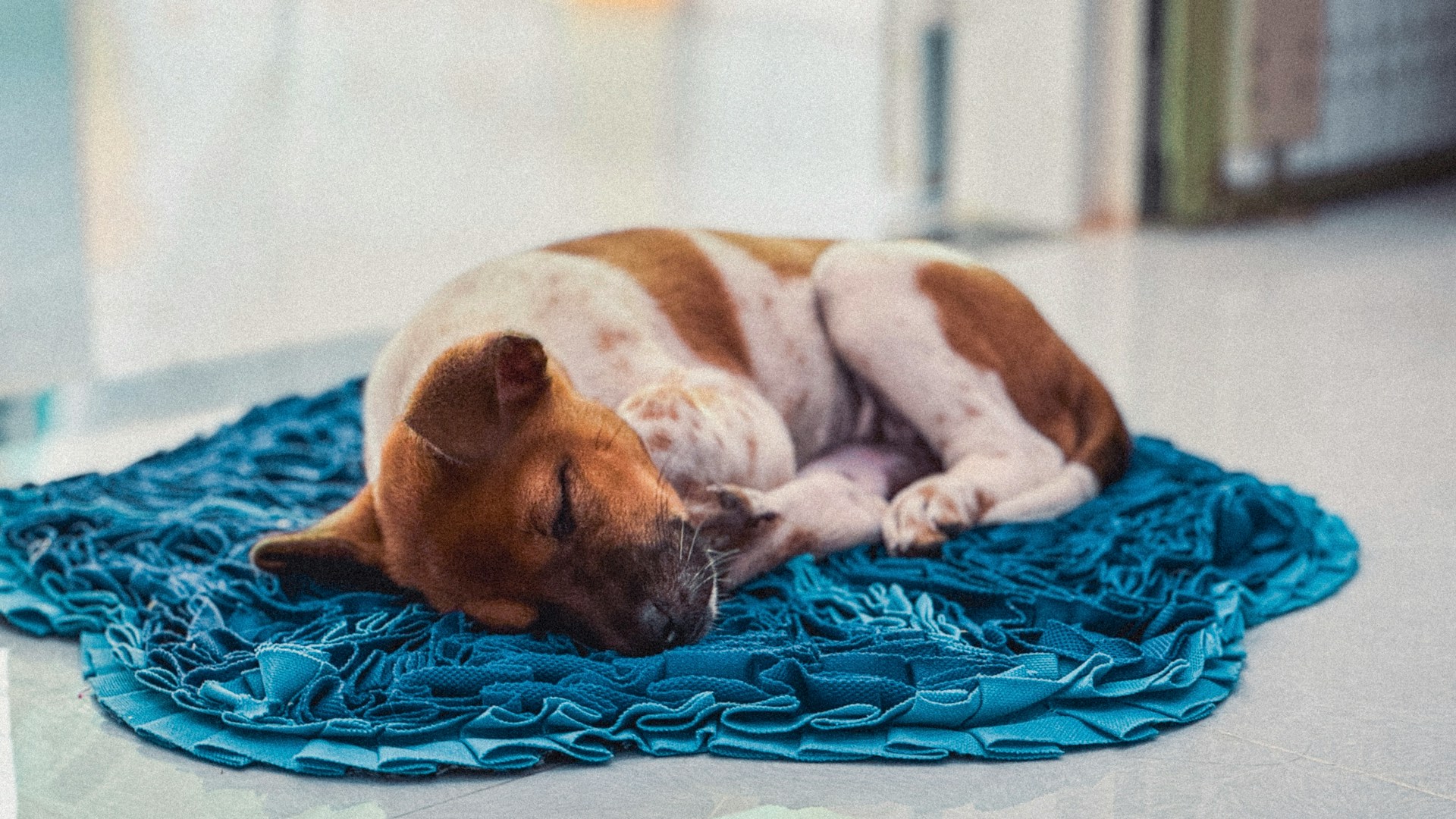 A puppy is sleeping on a blue rug