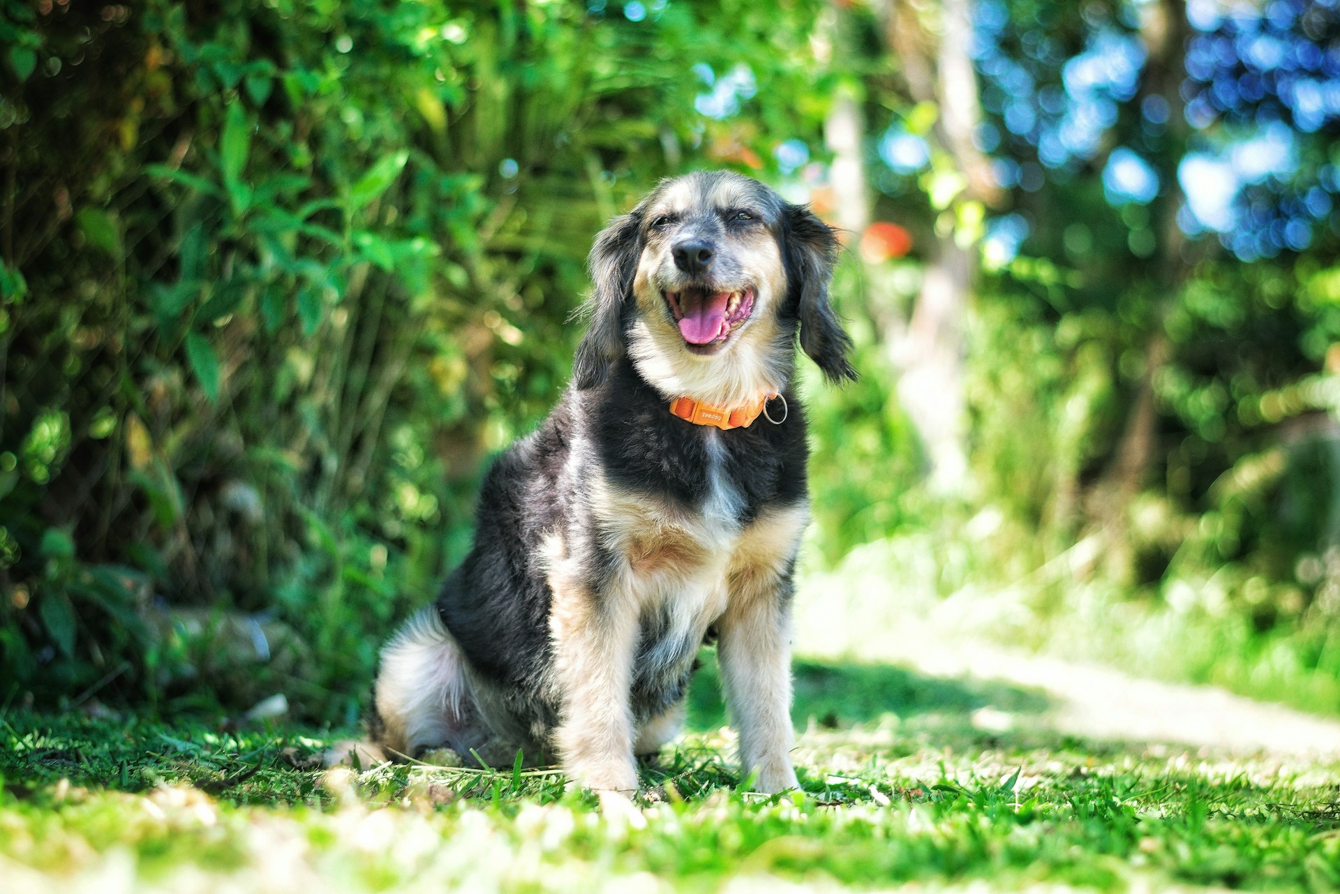 a dog is sitting outside in the grass with the sun shining down on him