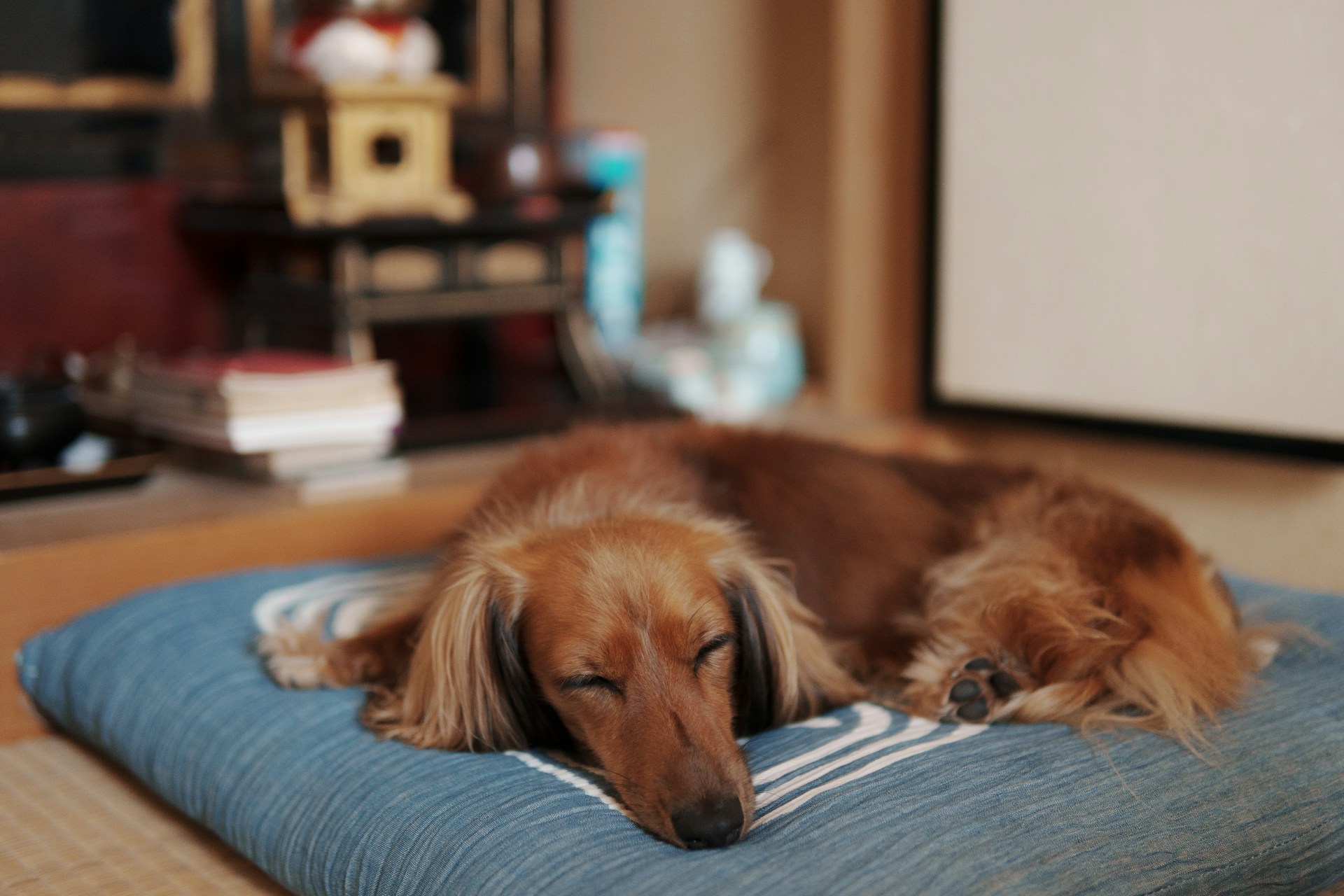 a dog is curled up sleeping on his doggy bed